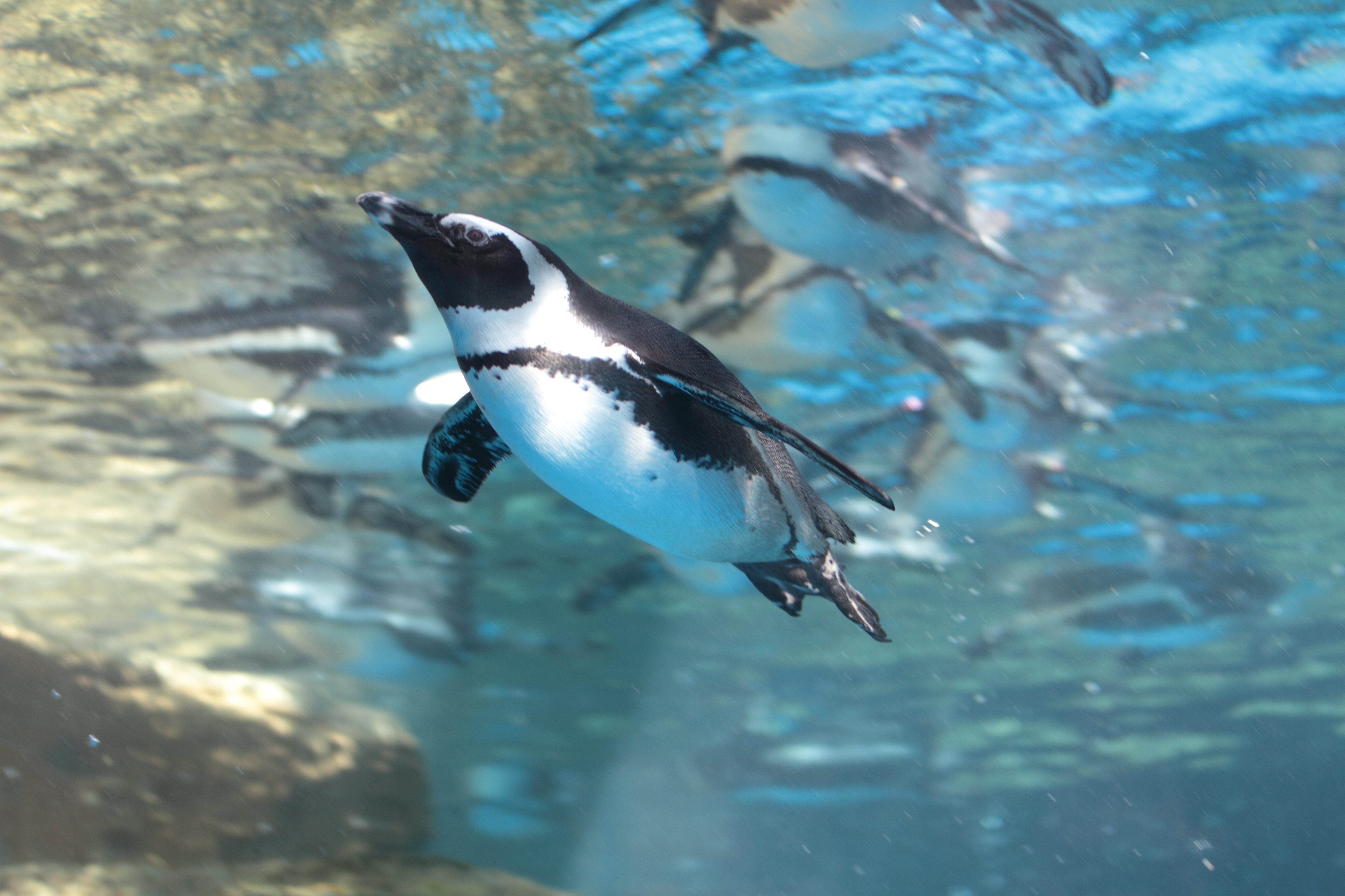 ケープペンギン | 京都水族館のいきものたち | 梅小路京都西駅からすぐ